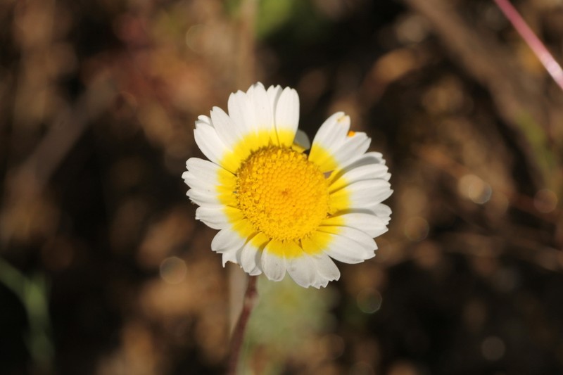 Leucanthemopsis pulverulenta photo 6