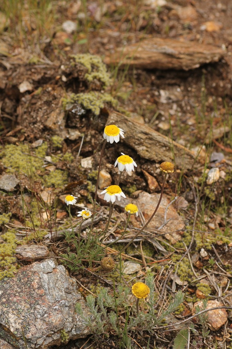 Leucanthemopsis pulverulenta photo 7