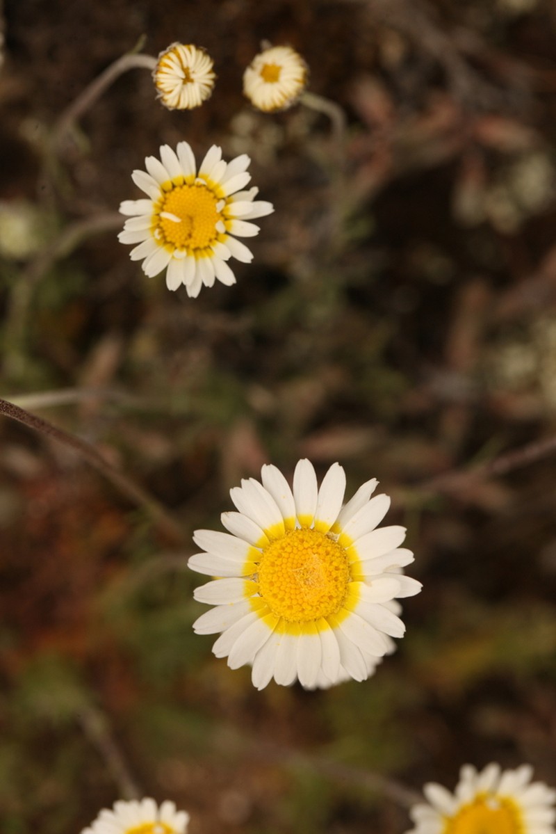 Leucanthemopsis pulverulenta photo 8