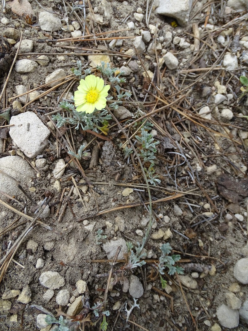 Leucanthemopsis spathulifolia
