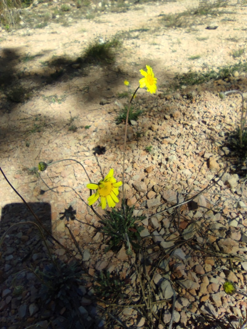 Leucanthemopsis spathulifolia photo 2