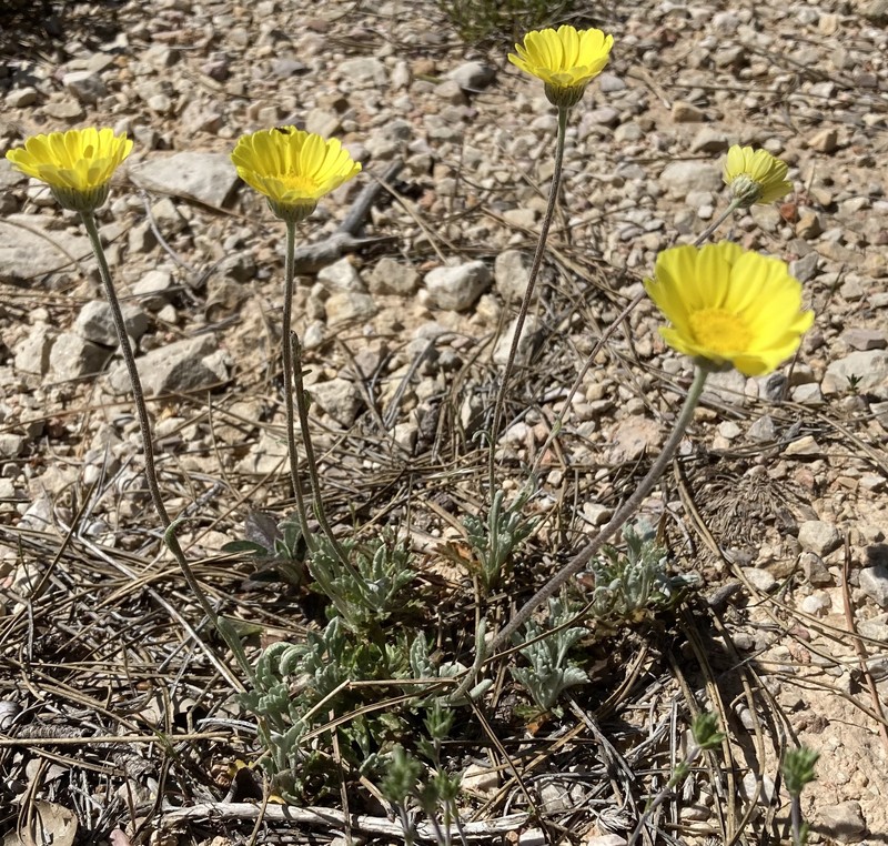 Leucanthemopsis spathulifolia photo 3