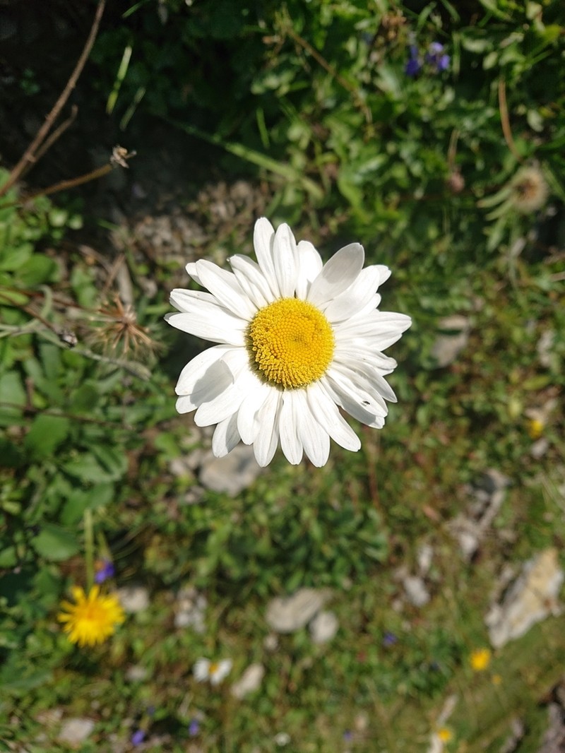 Leucanthemum adustum