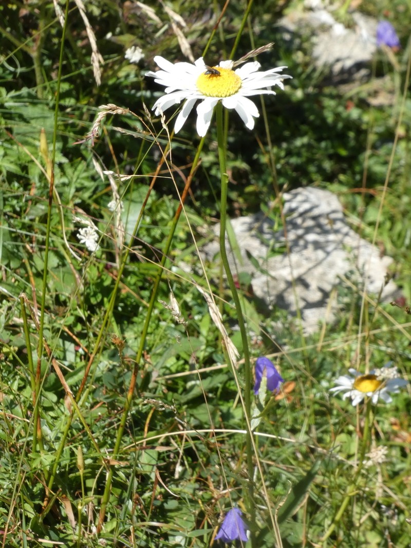 Leucanthemum adustum photo 2