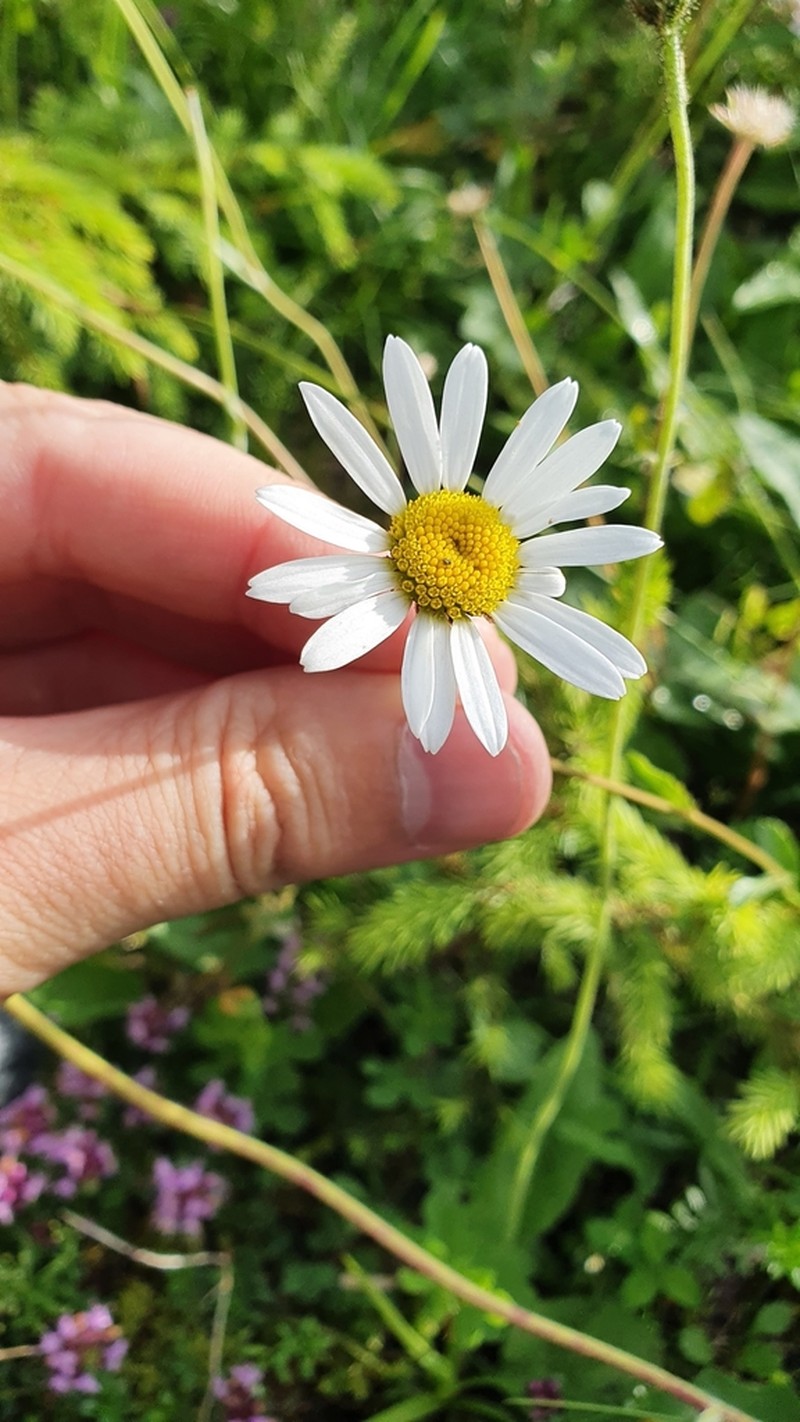 Leucanthemum adustum photo 3