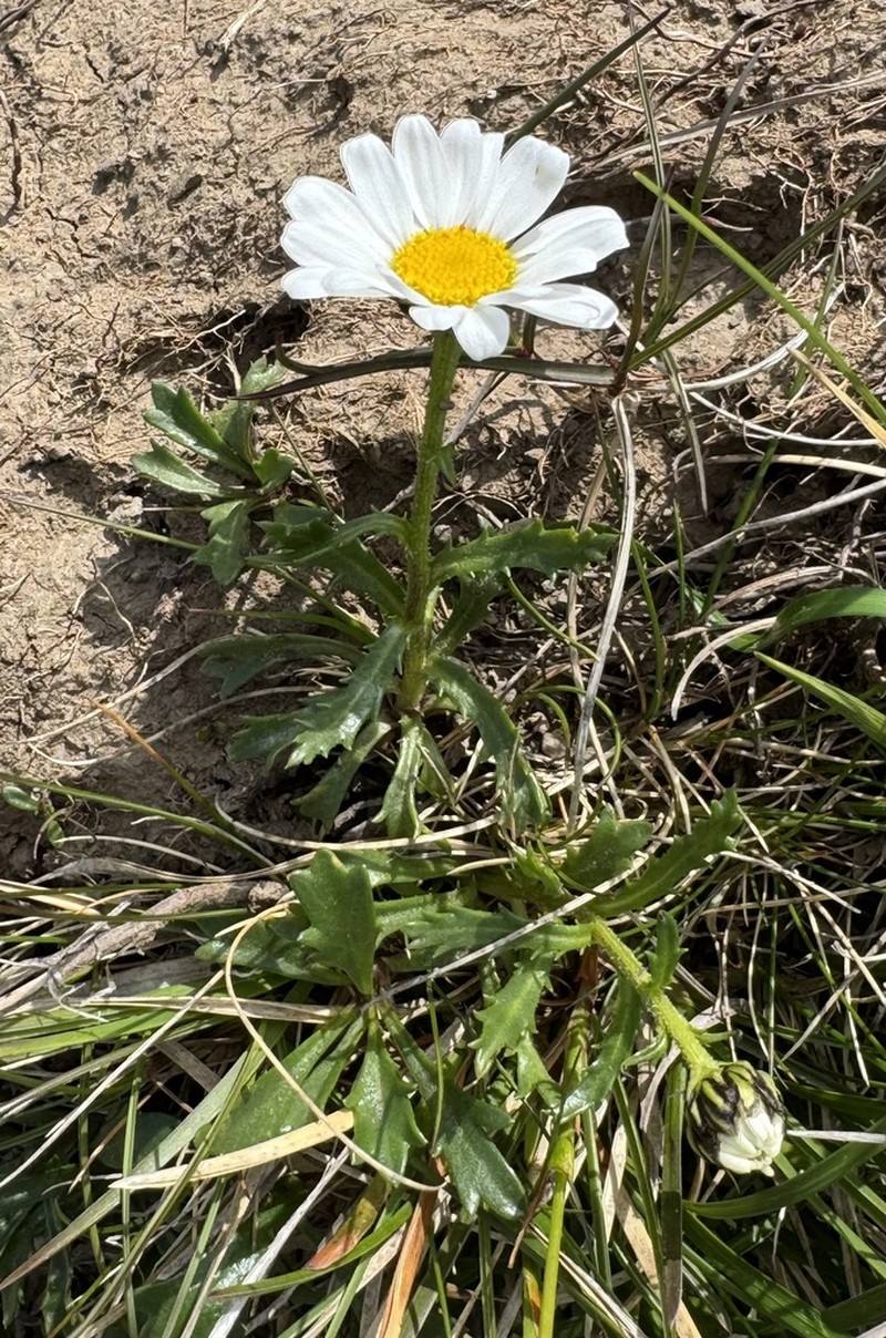 Leucanthemum adustum photo 4