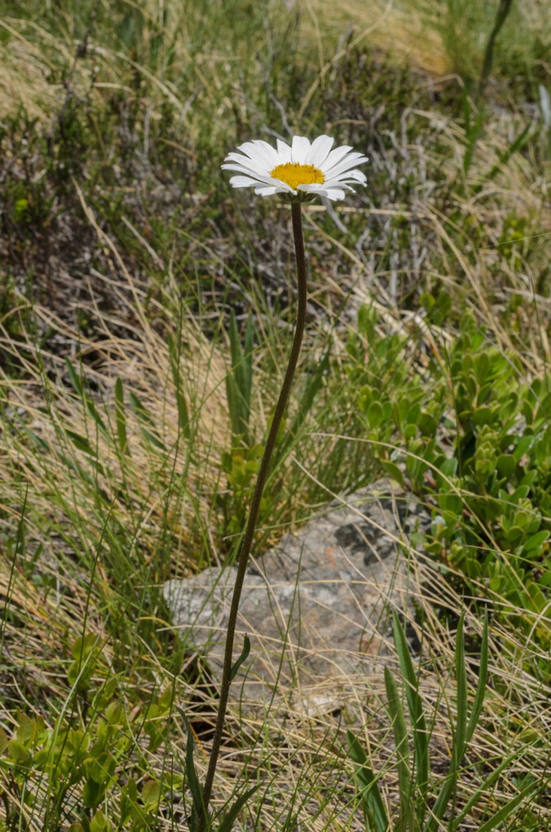 Leucanthemum adustum photo 5