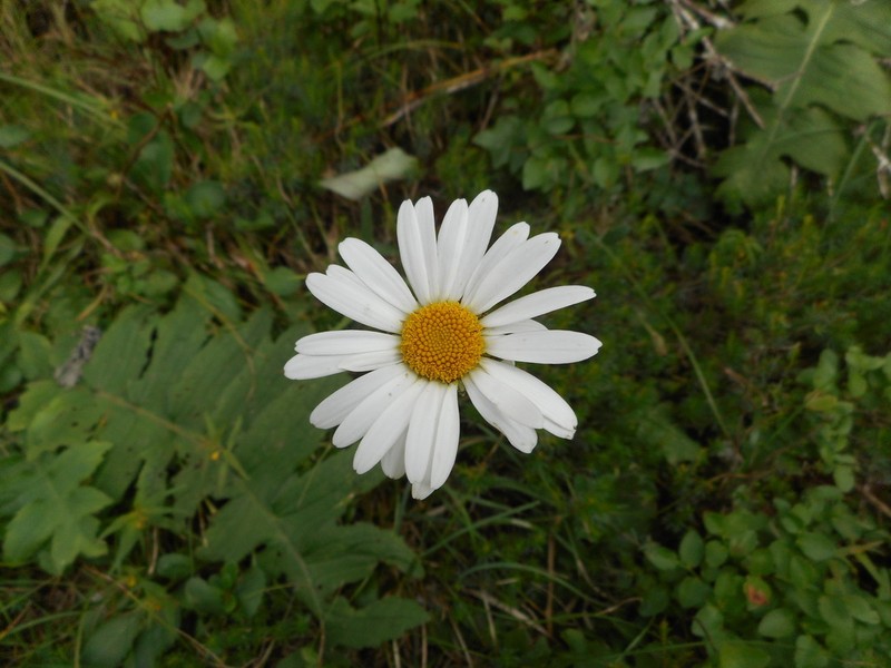 Leucanthemum adustum photo 6