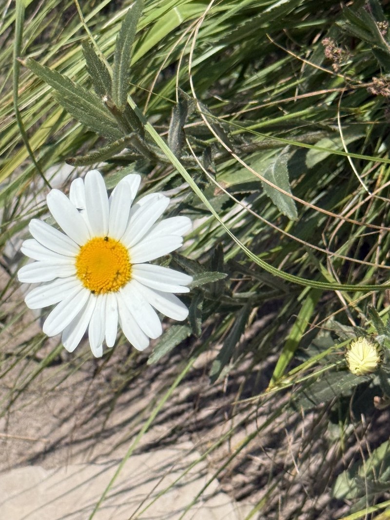 Leucanthemum adustum photo 7