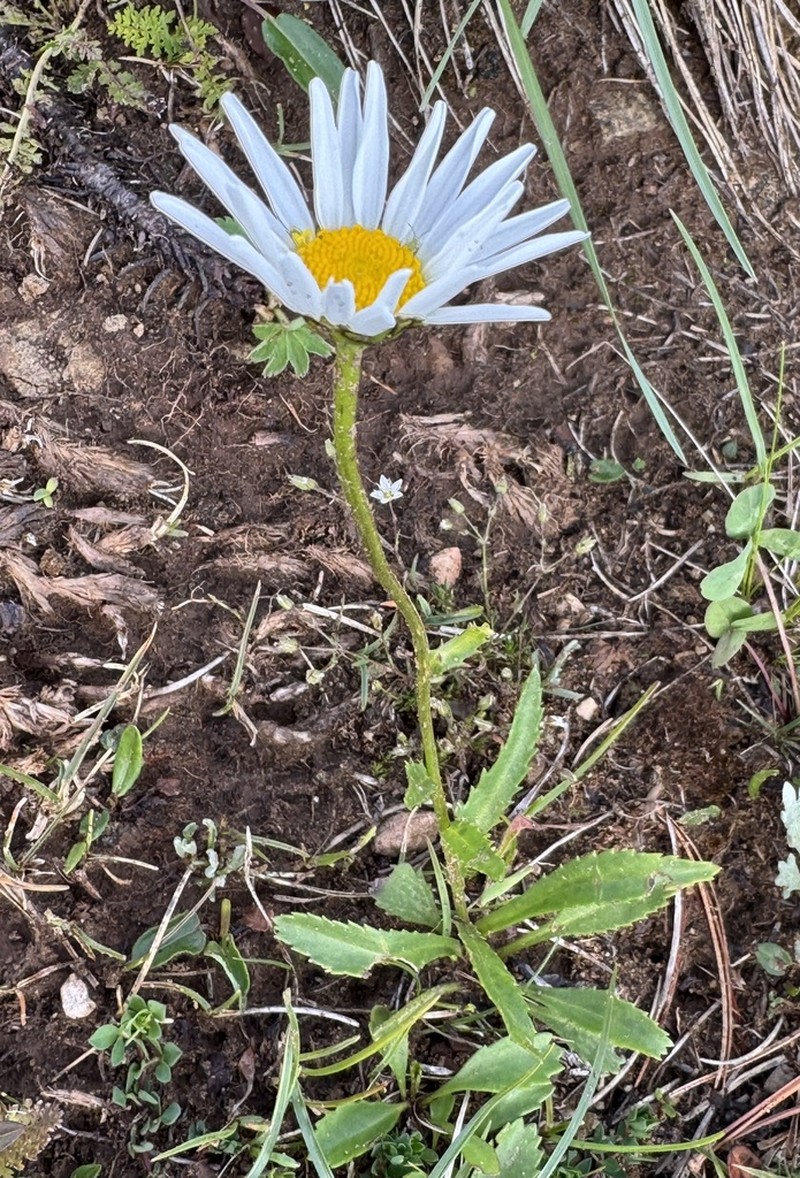Leucanthemum adustum photo 8