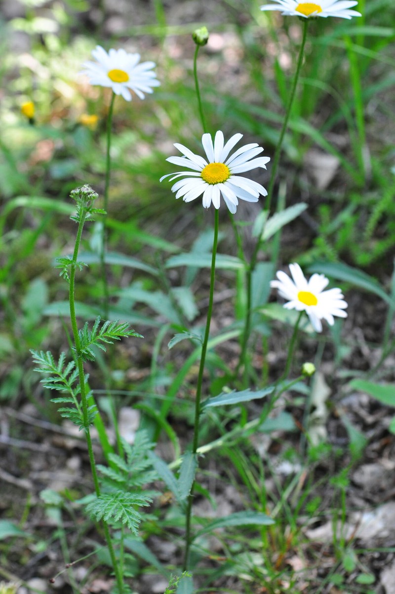 Leucanthemum adustum subsp. margaritae