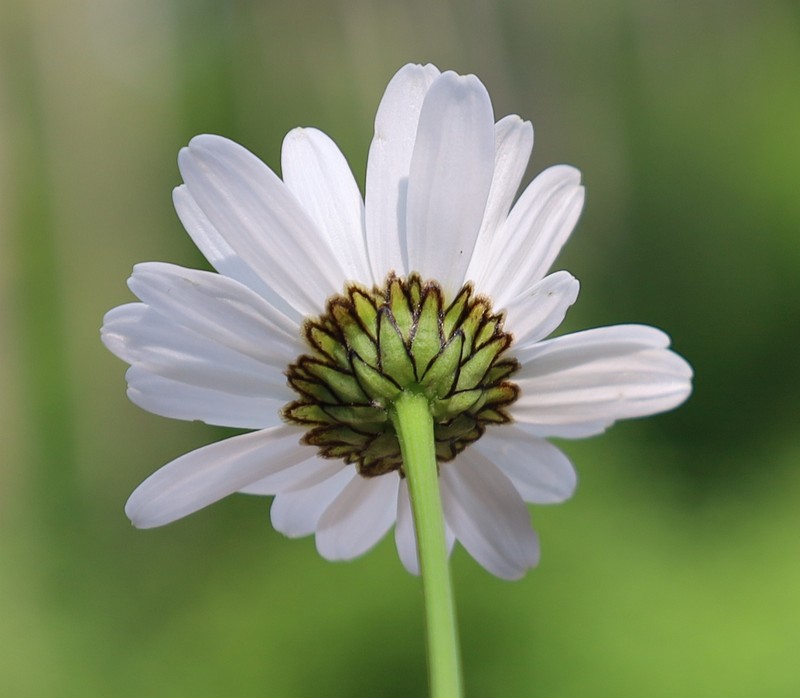 Leucanthemum adustum subsp. margaritae photo 2