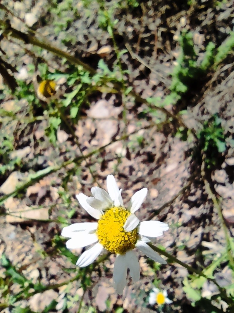 Leucanthemum ageratifolium