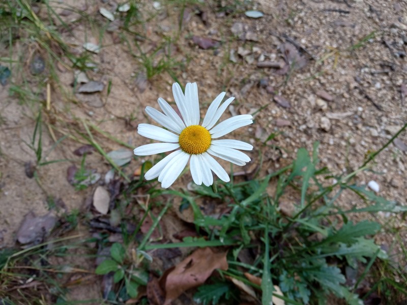 Leucanthemum ageratifolium photo 2