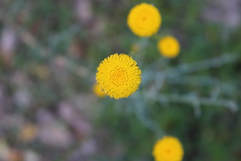 Leucanthemum aligulatum