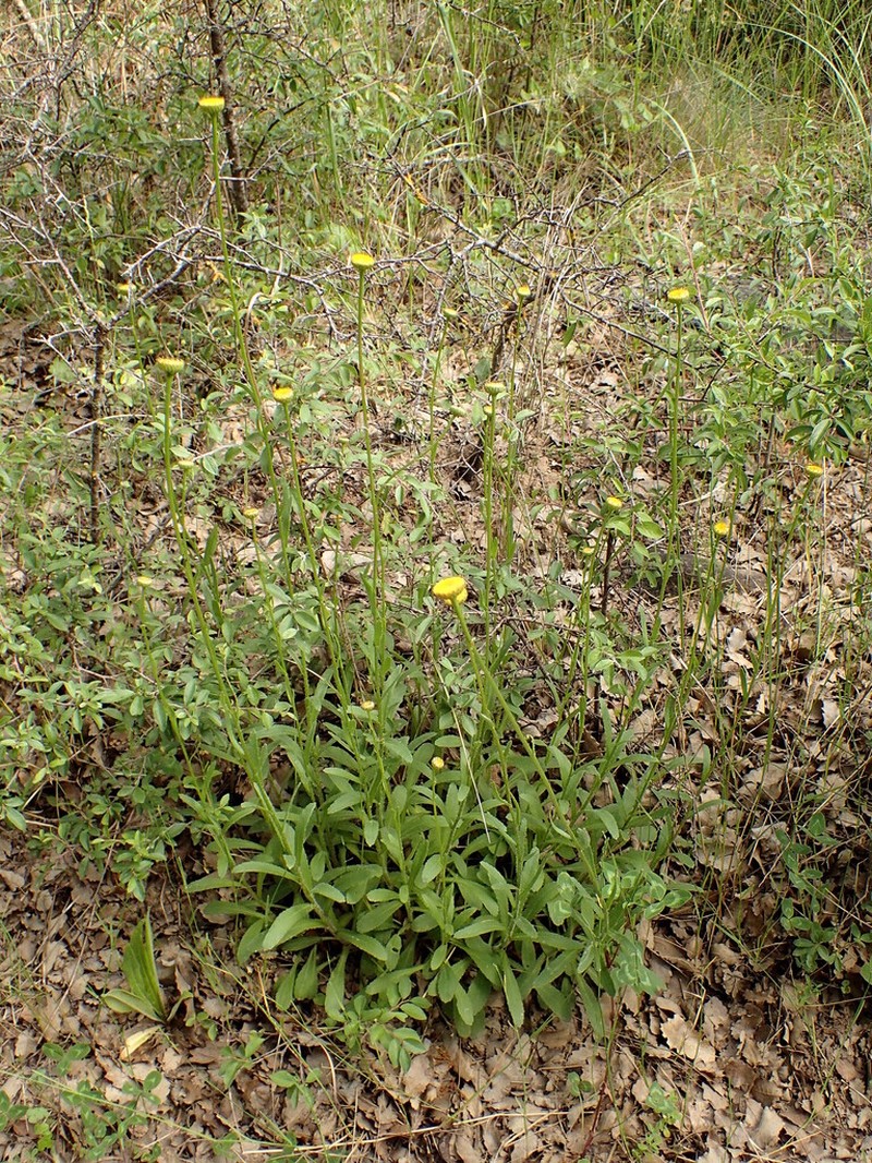 Leucanthemum aligulatum photo 2