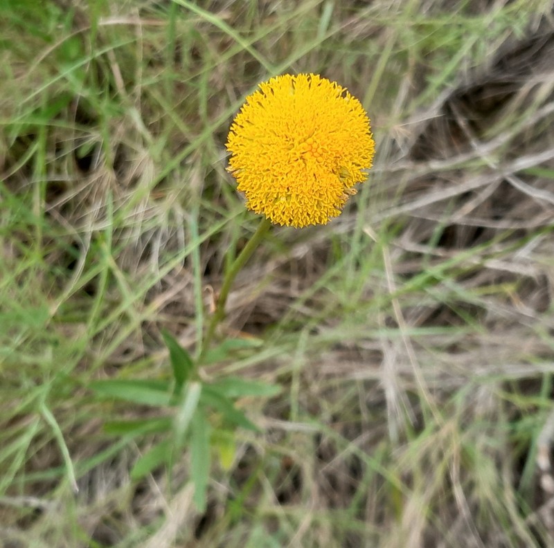 Leucanthemum aligulatum photo 3