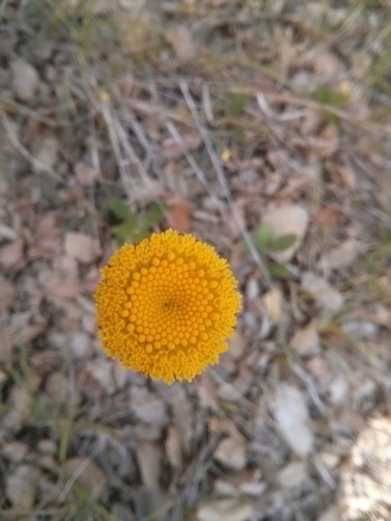 Leucanthemum aligulatum photo 4