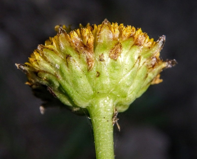 Leucanthemum aligulatum photo 5