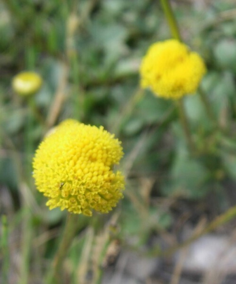 Leucanthemum aligulatum photo 6
