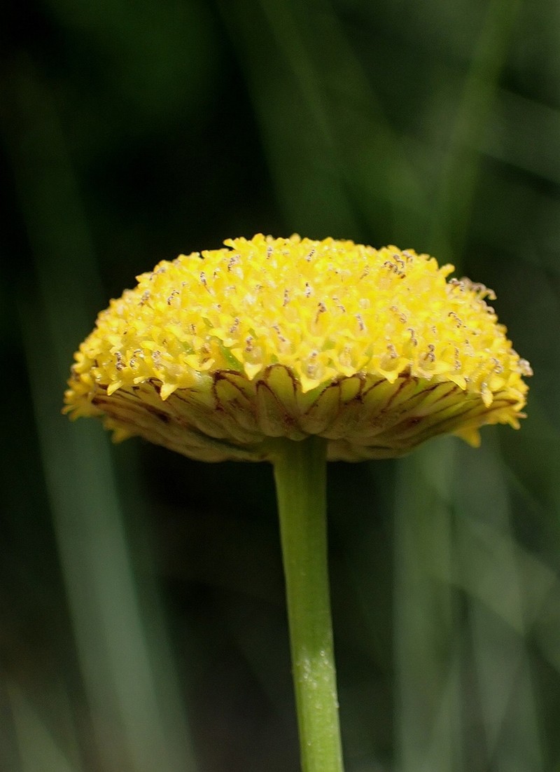 Leucanthemum aligulatum photo 7