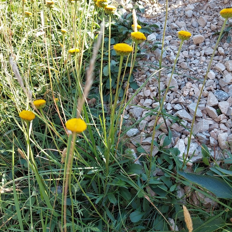 Leucanthemum aligulatum photo 8