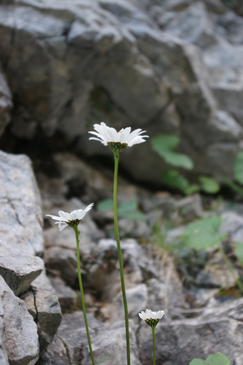 Leucanthemum atratum