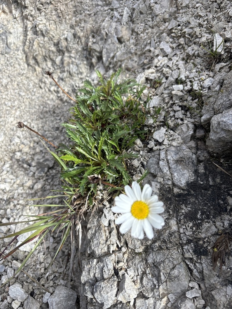 Leucanthemum atratum photo 2