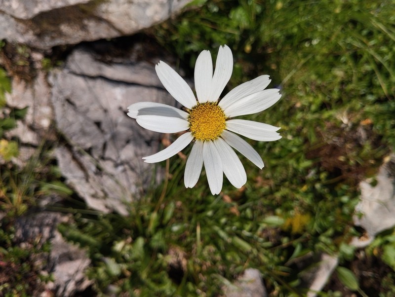 Leucanthemum atratum photo 3