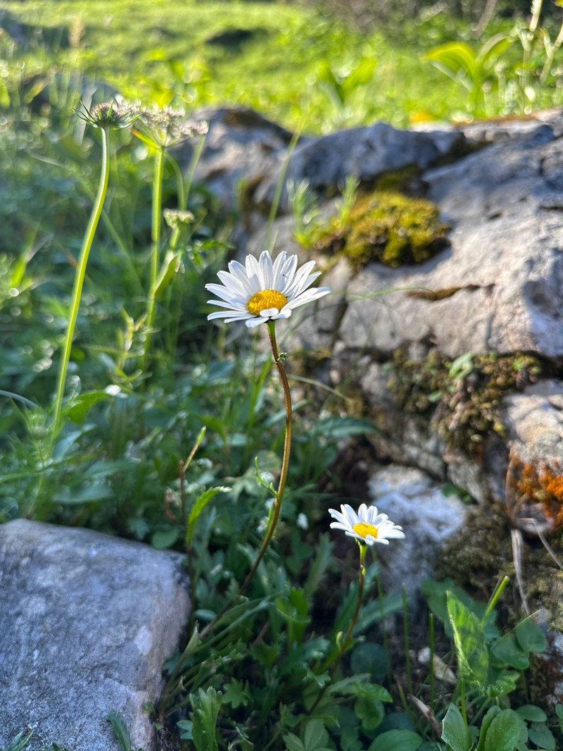 Leucanthemum atratum photo 4