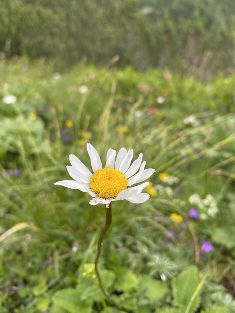 Leucanthemum atratum photo 5