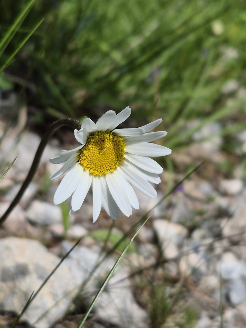 Leucanthemum atratum photo 6