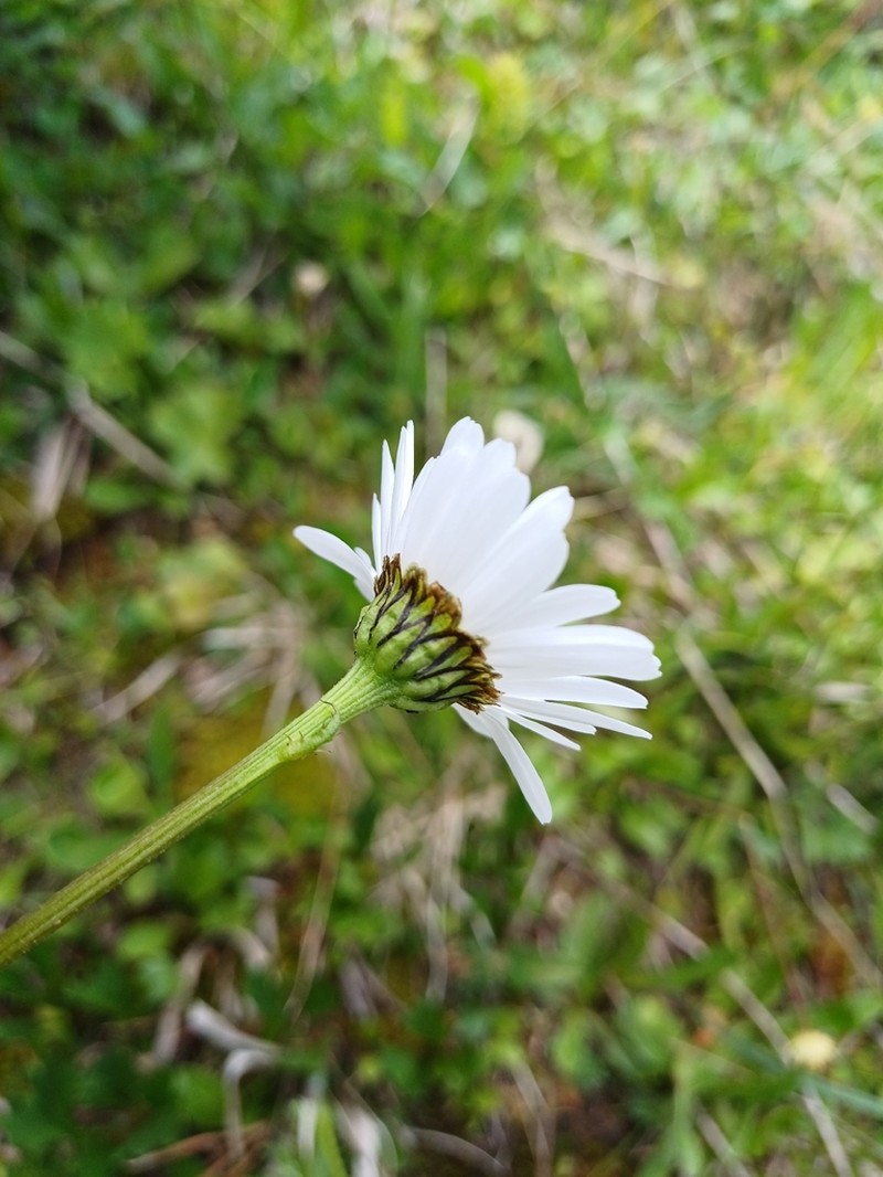 Leucanthemum atratum photo 7