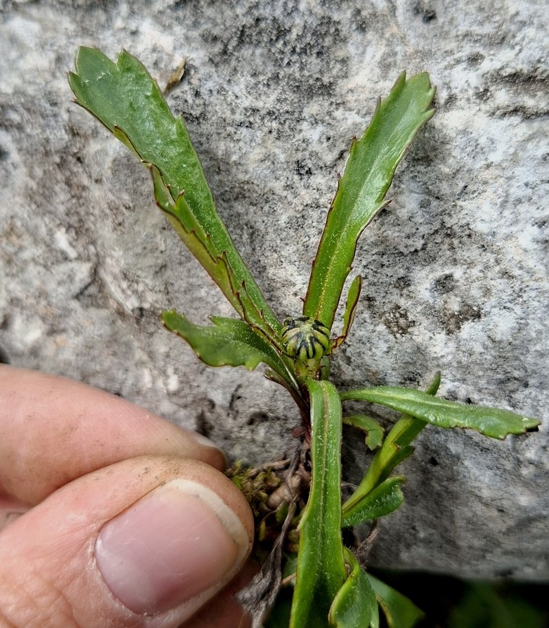 Leucanthemum atratum photo 8
