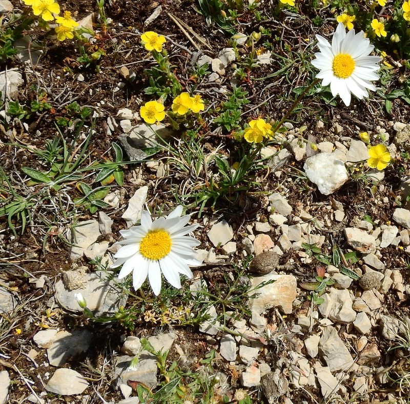 Leucanthemum burnatii