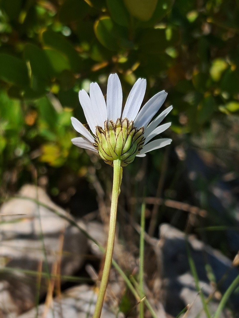 Leucanthemum burnatii photo 2