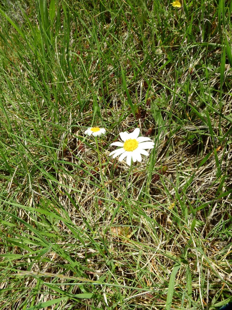 Leucanthemum burnatii photo 3