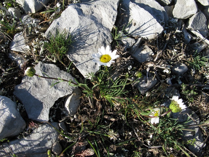 Leucanthemum burnatii photo 4