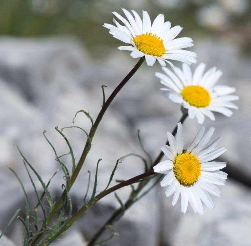 Leucanthemum burnatii photo 5