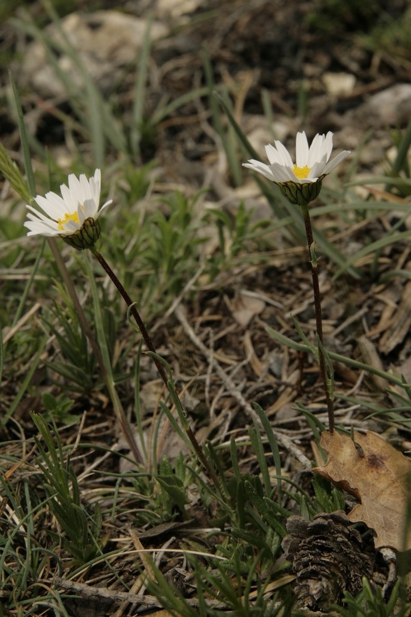 Leucanthemum burnatii photo 6