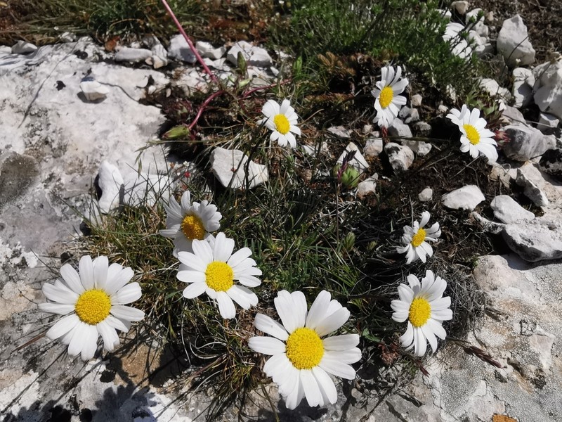 Leucanthemum burnatii photo 7
