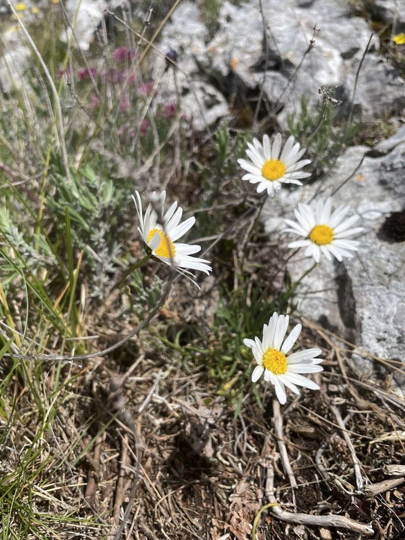 Leucanthemum burnatii photo 8