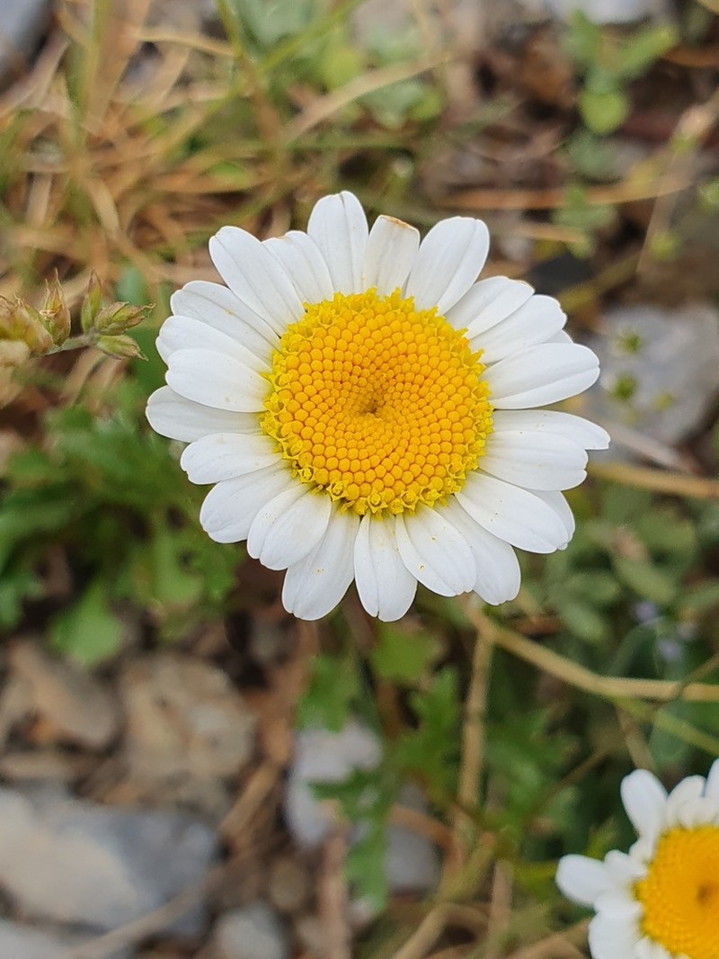 Leucanthemum cacuminis photo 2