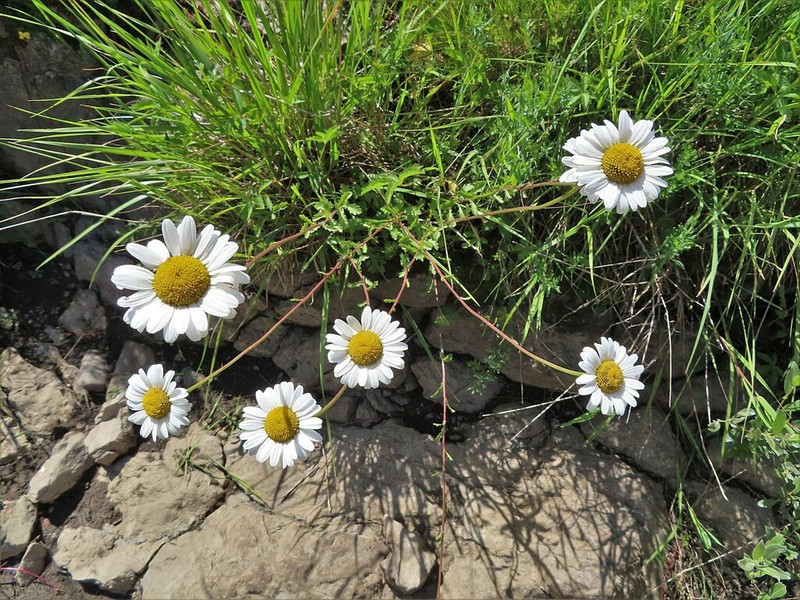Leucanthemum cacuminis photo 3