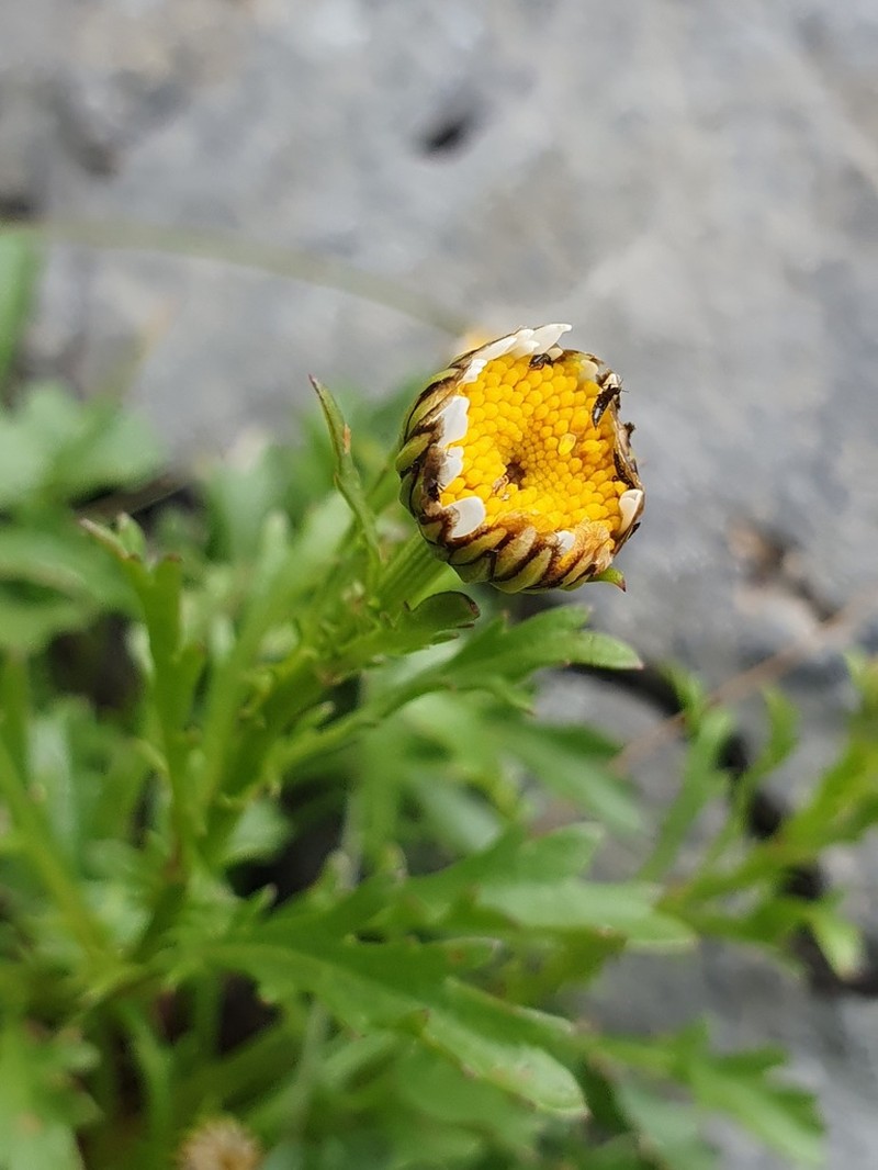 Leucanthemum cacuminis photo 4