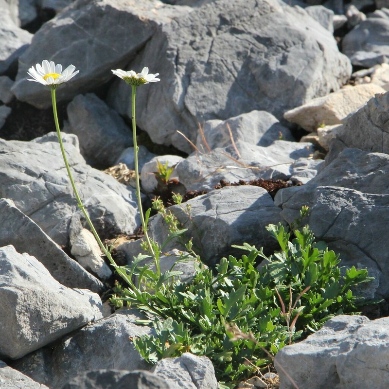 Leucanthemum cacuminis photo 5