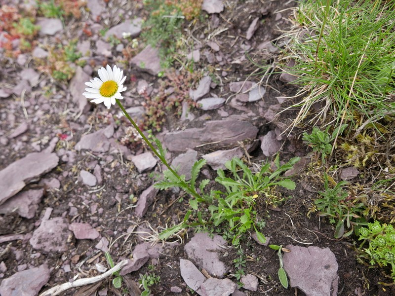 Leucanthemum cacuminis photo 6
