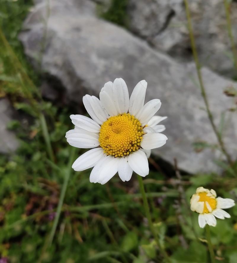 Leucanthemum cacuminis photo 7