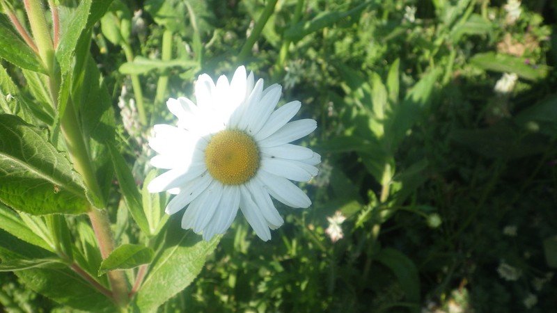 Leucanthemum cantabricum