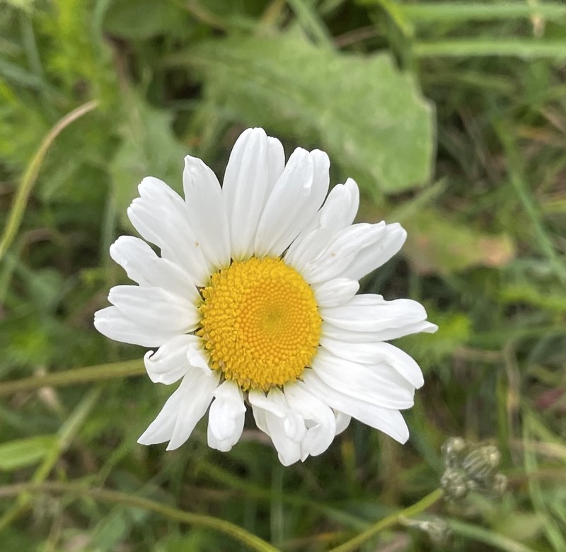 Leucanthemum cantabricum photo 2